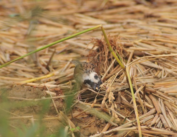 Eurasian Tree Sparrow eats rice missed by the gleaners.