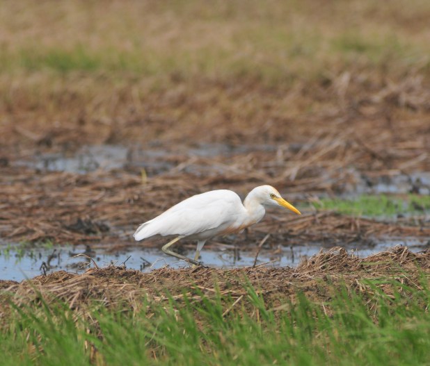 Cattle Egret. You have to click on all these photos to get the full dappledness.