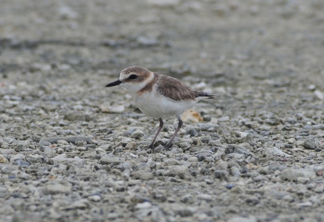 Kentish Plover. Dude we are going to build a Marine Research Facility all over your ass.