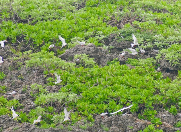 Tern Island - there are hundreds of terns nesting here. I will bring the Scaffie here and anchor just offshore and get the best Tern photos.