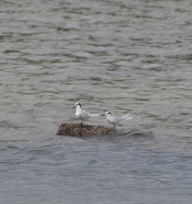 In there same place are Black Browed Terns.