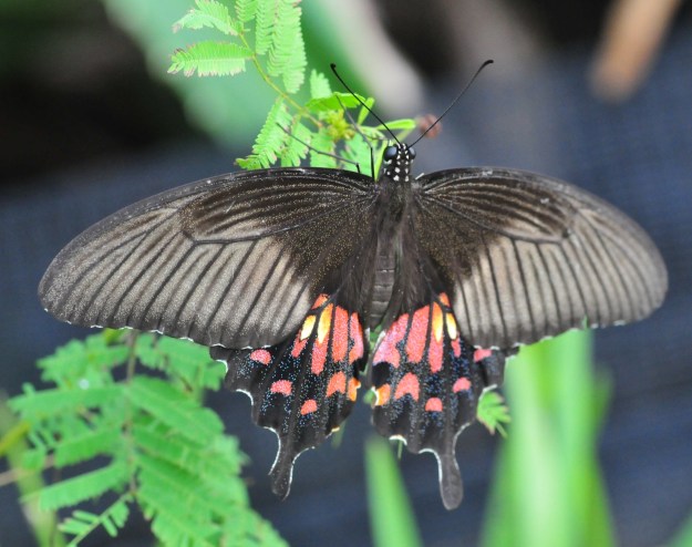 Never seen one of these before. Very beautiful. I would pay anything for an asian butterfly field guide in English.