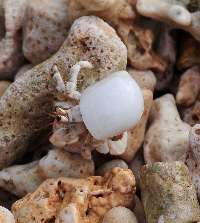 They look like pebbles but they ain't.