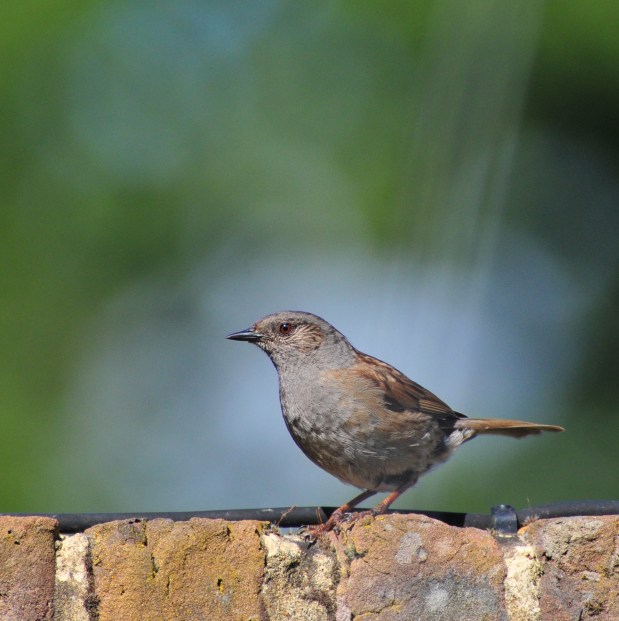 Dunnock