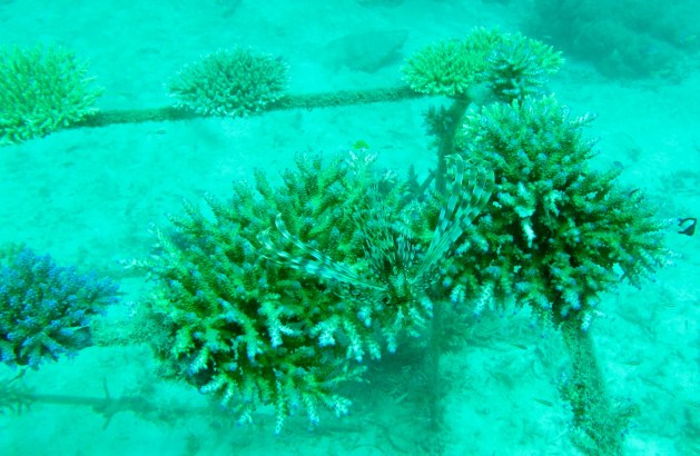 Can you see the Lion Fish? Highly venomous. They are much redder .