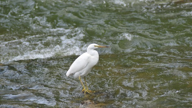 Pacific Reef Egret