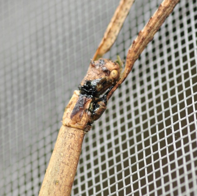 A stick insect outlaw done shot him in the back of the head.