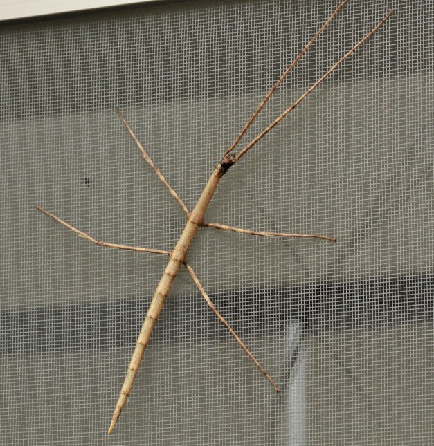 Hmmm maybe a tree next time.