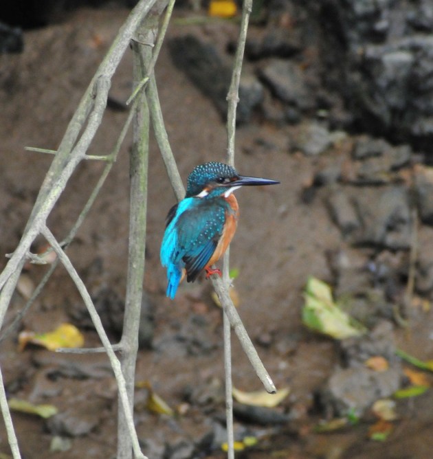 My friend the Kingfisher. I think there are 4 on the river/stream.