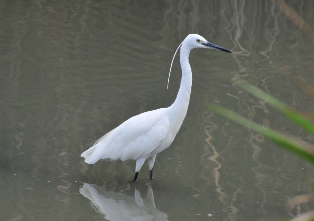 He takes this on the way back from the aerodrome.