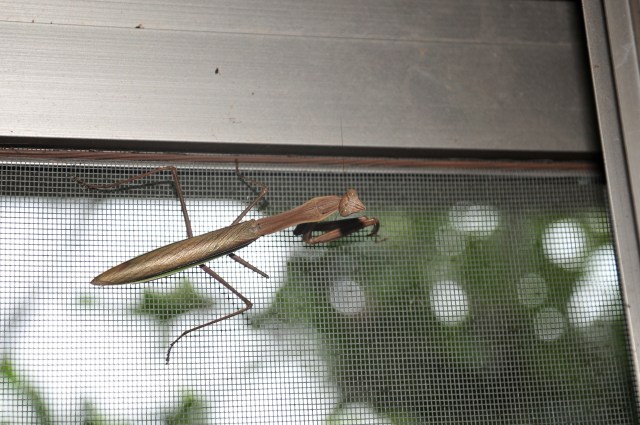 Insects are like here