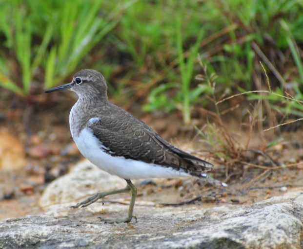 Not a Rail but a Common Sandpiper