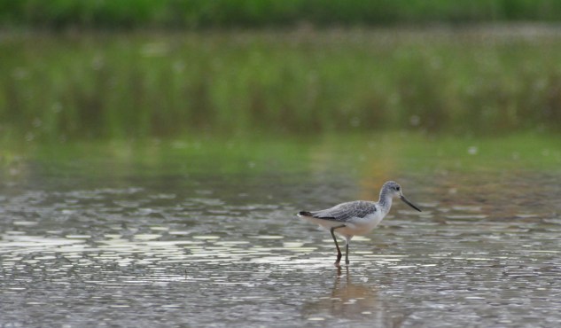 Scottish Greenshanks