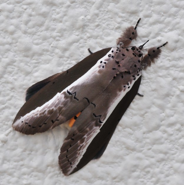 Amazing and big moth