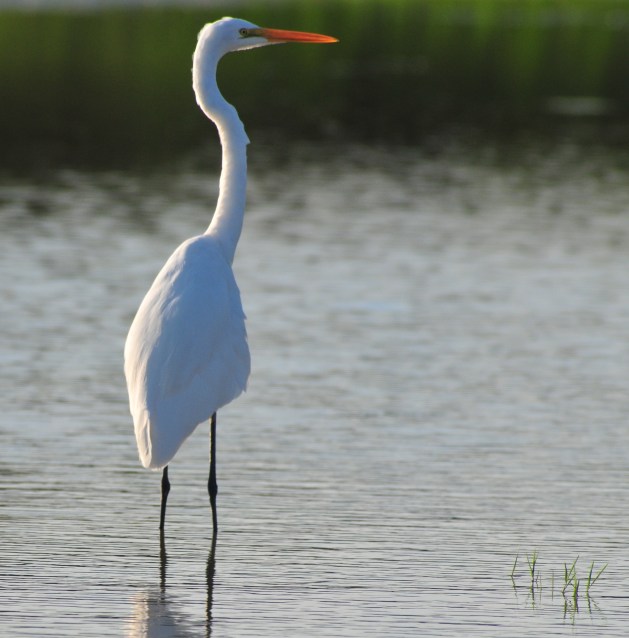 Big Boy Egret