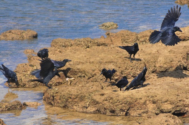 Broad Billed Crows squabble over lamb bones. A first for Okinawa.