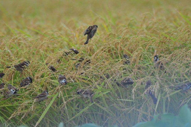 Sparrows eat the rice crop. Is this a sign?