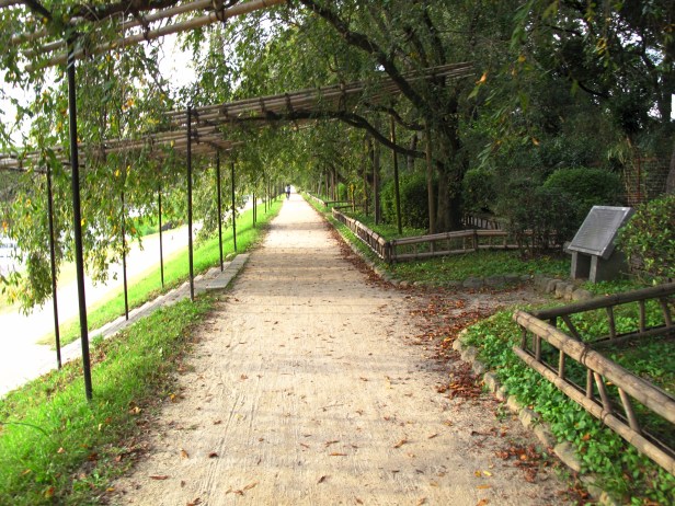 Beautiful walks. These are cherry trees. Imagine the Spring.