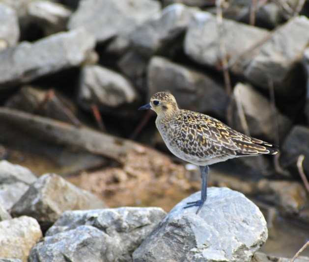 Golden Plover