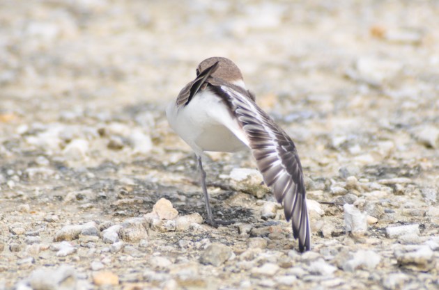 Kentish Plover does yoga